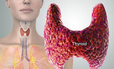 thyroid gland image with figure showing placement in neck